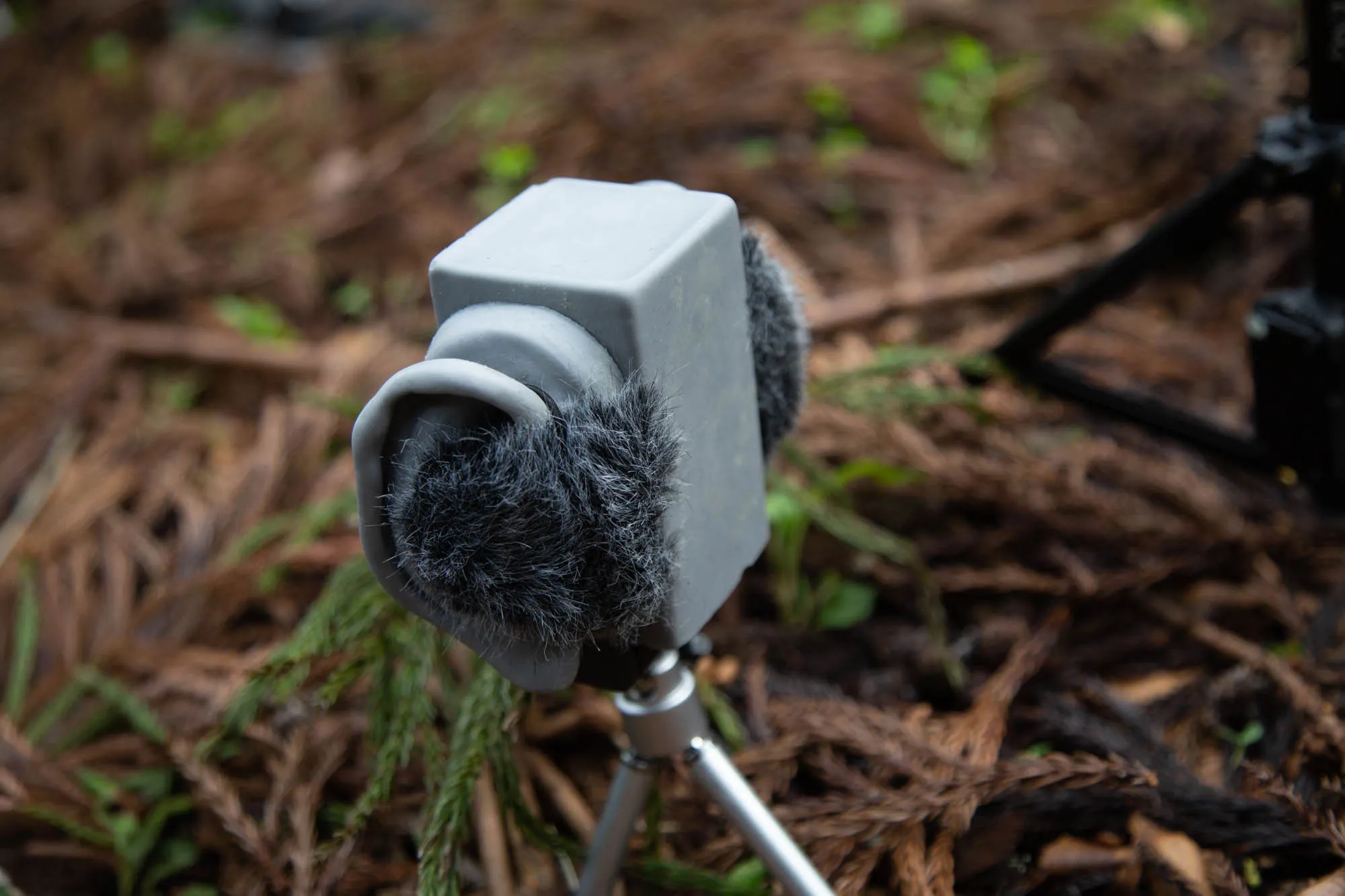 Binaural microphone recording in nature